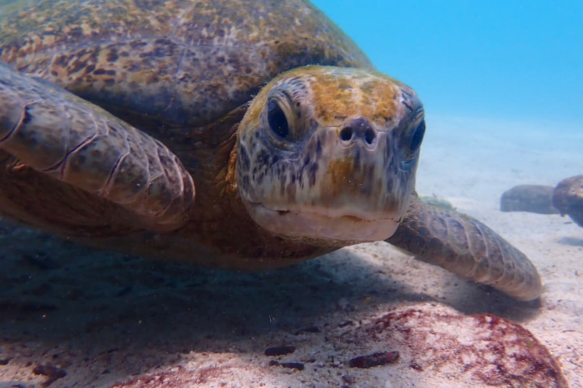 Green Turtle carrying its home on its back in the Galapagos