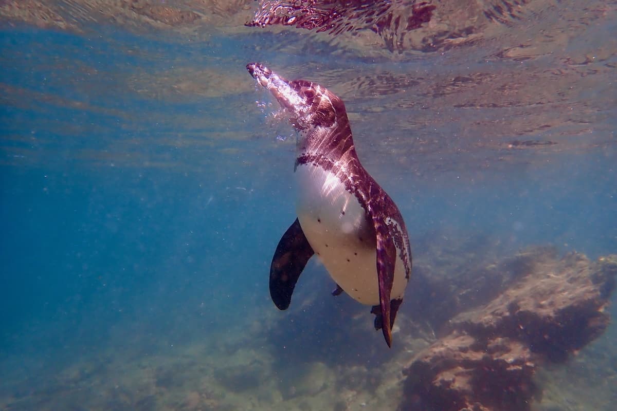 Scuba diving with penguin in Galapagos, Ecuador
