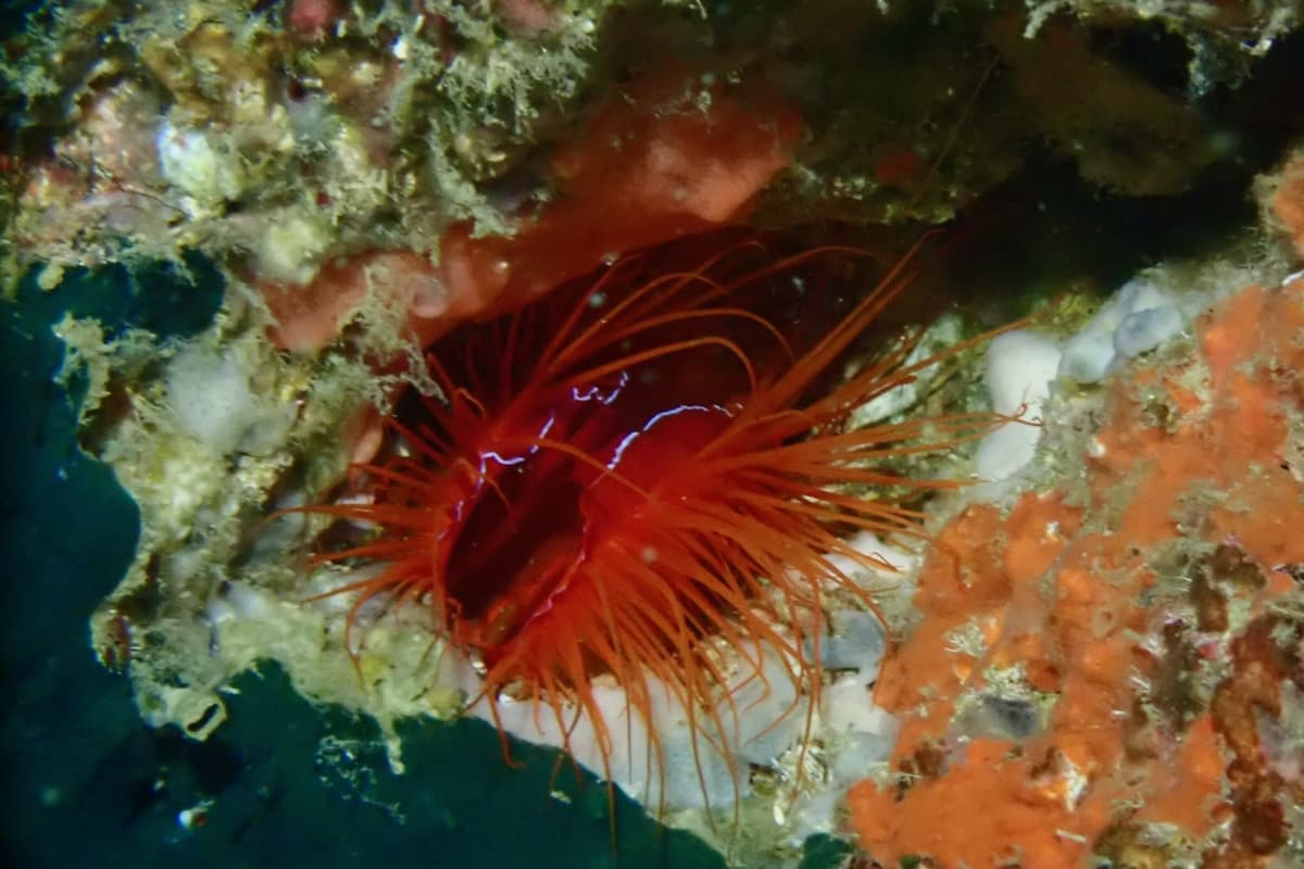 Electric red clam flashing electricity in the Philippines
