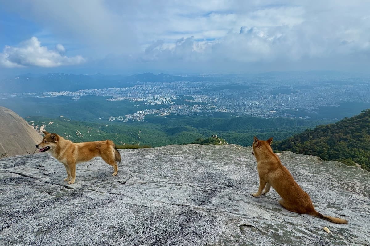 Dogs on summit of Bukhansan Peak in Seoul Korea