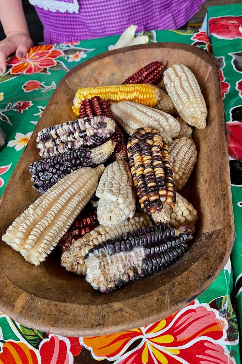 Different coloured corn cobs in Oaxaca, Mexico