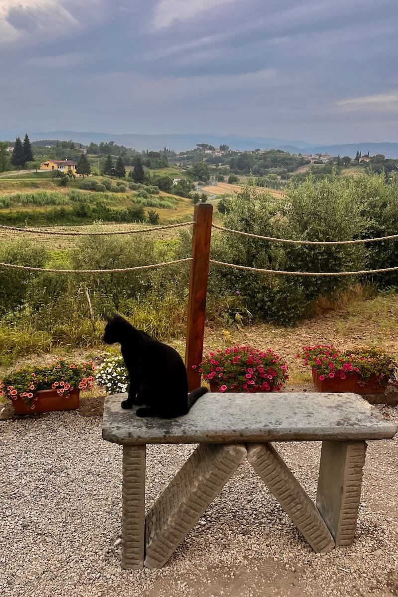 Cat looking at Tuscan Hills and Vineyards in Distance